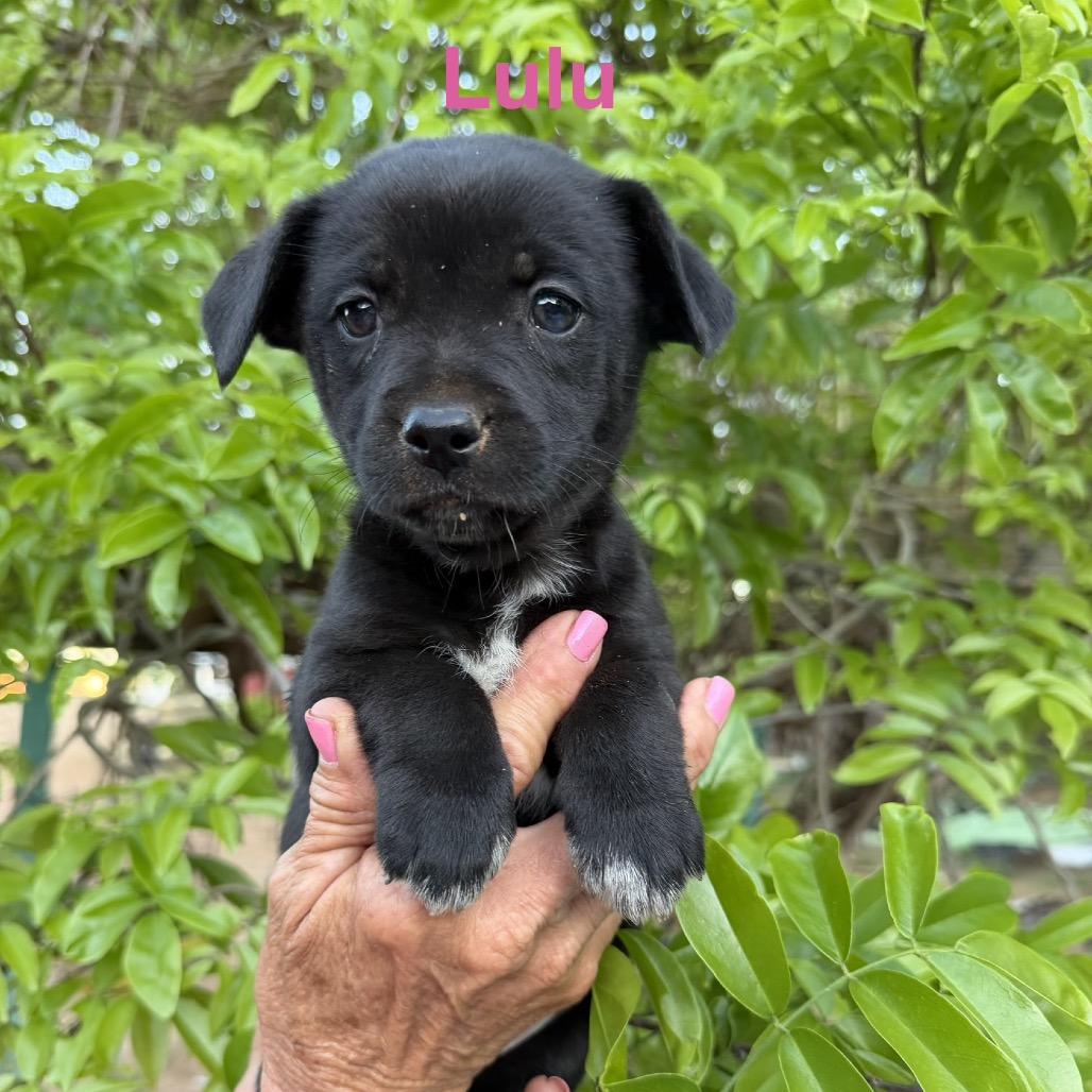 Enlarge Lulu, a Adoptable mixed breed in Chaska, MN image 5/6