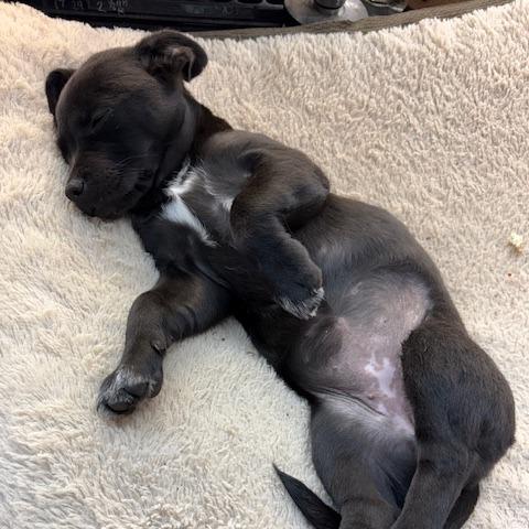 Enlarge Lulu, a Adoptable mixed breed in Chaska, MN image 6/6