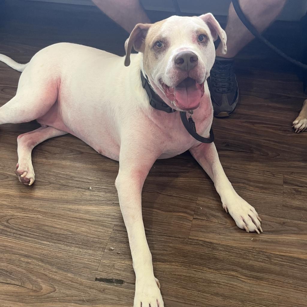 Rover aka Kobe — thumbnail 2