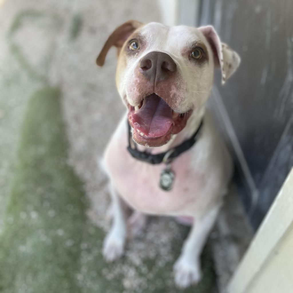 Rover aka Kobe — thumbnail 3