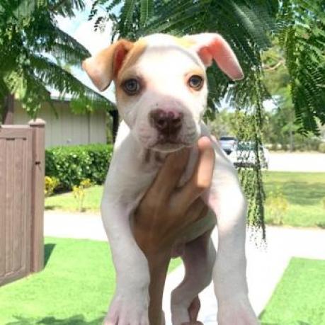 Rover aka Kobe — thumbnail 4