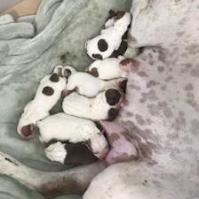 Rover aka Kobe — thumbnail 5