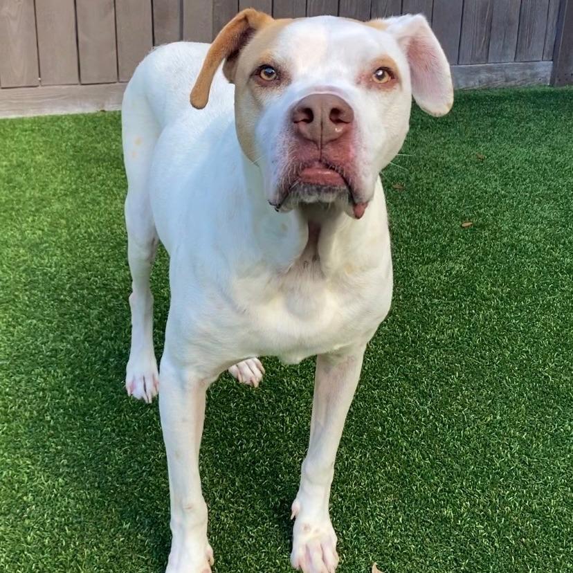 Rover aka Kobe — thumbnail 6