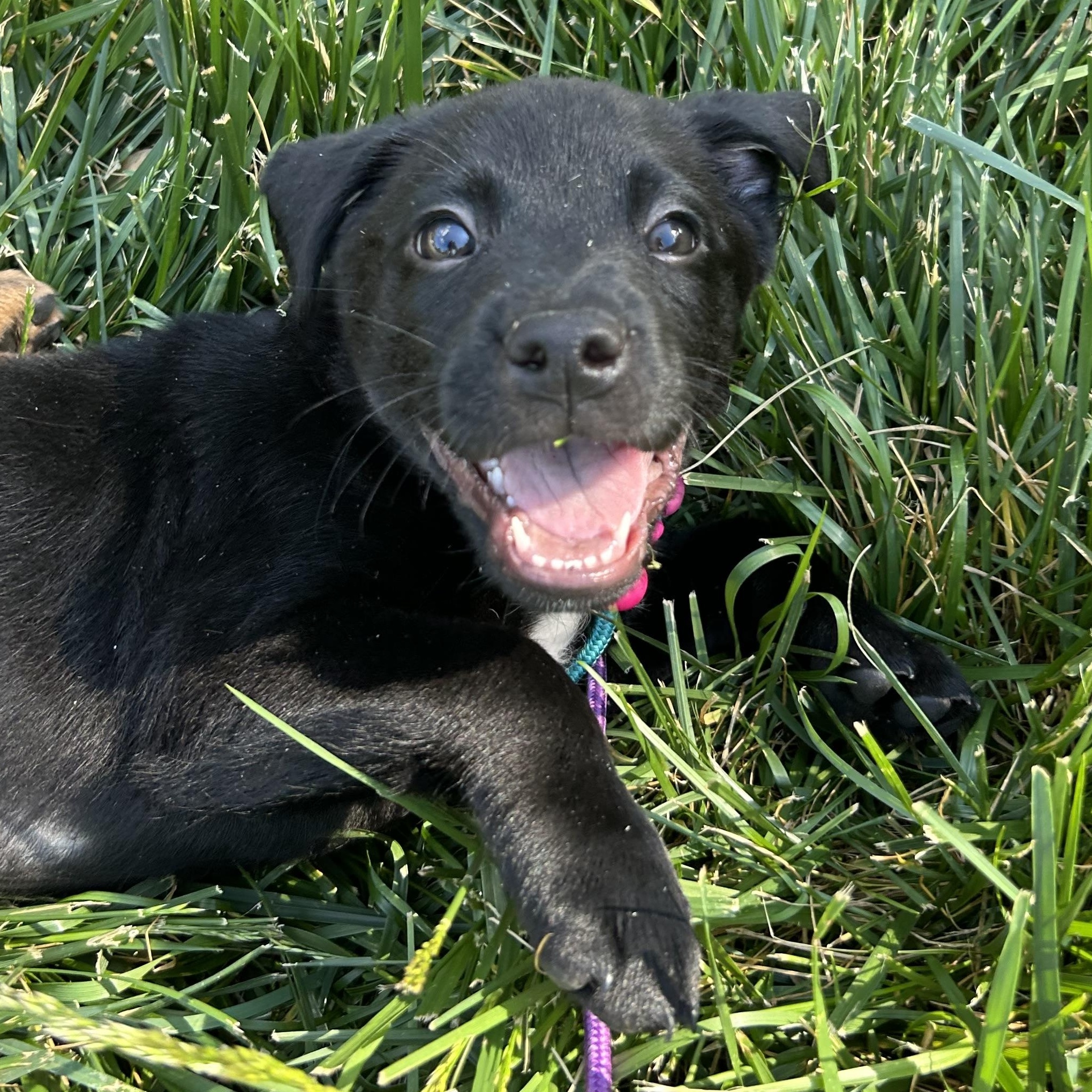 Enlarge Shenandoah, a Adoptable mixed breed in Richmond, VA image 5/6