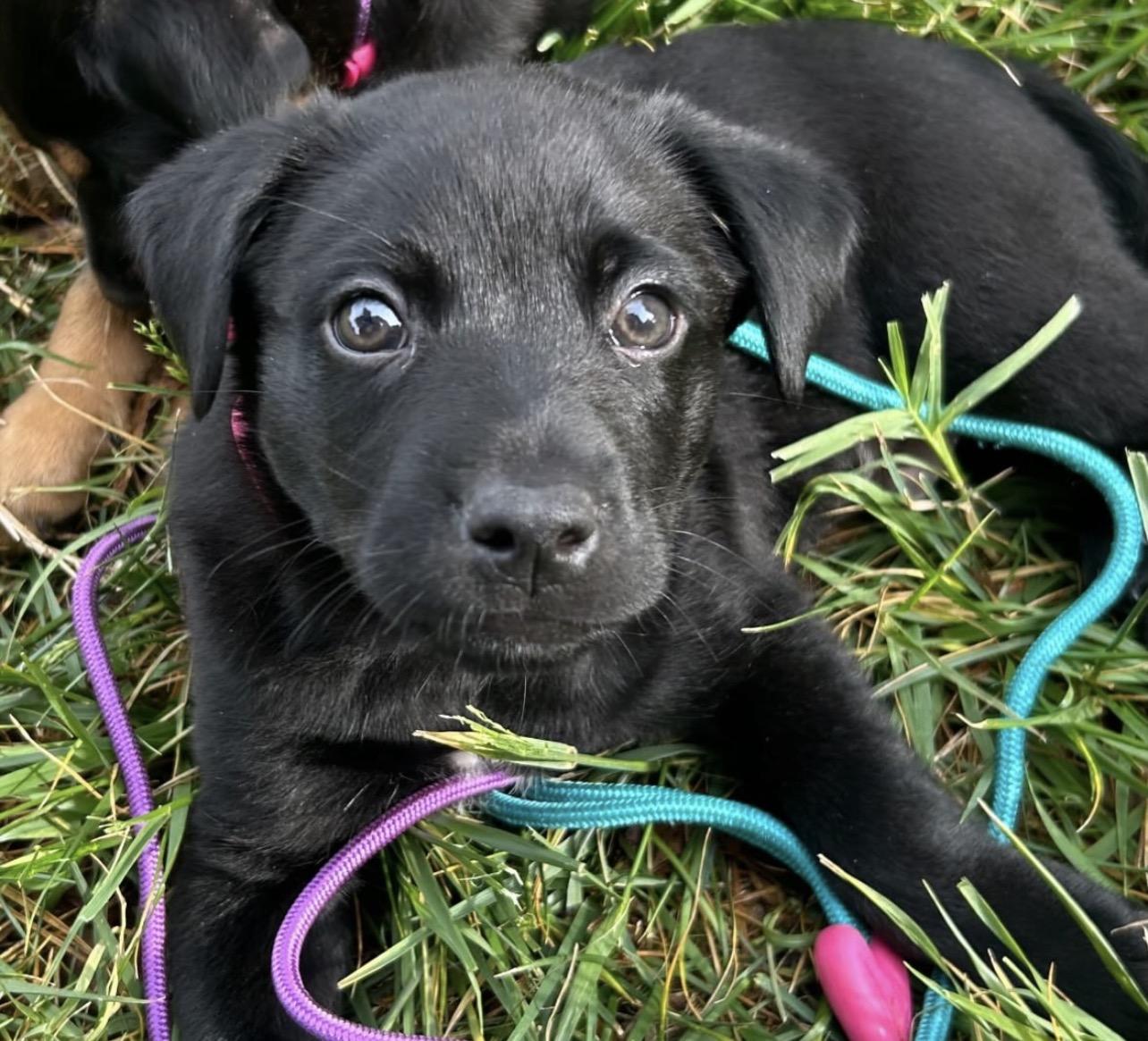 Enlarge Shenandoah, a Adoptable mixed breed in Richmond, VA image 2/6