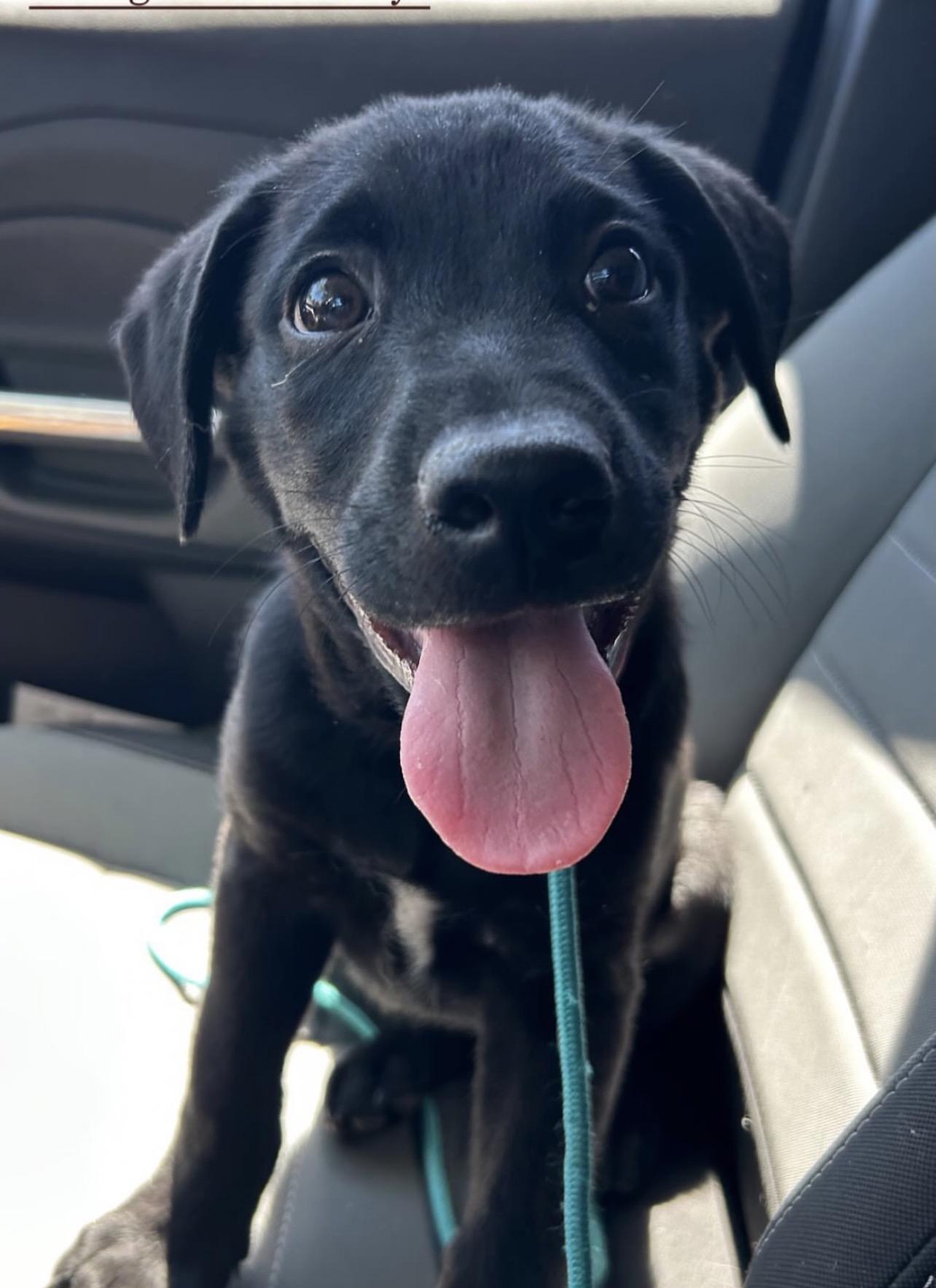 Enlarge Shenandoah, a Adoptable mixed breed in Richmond, VA image 1/6