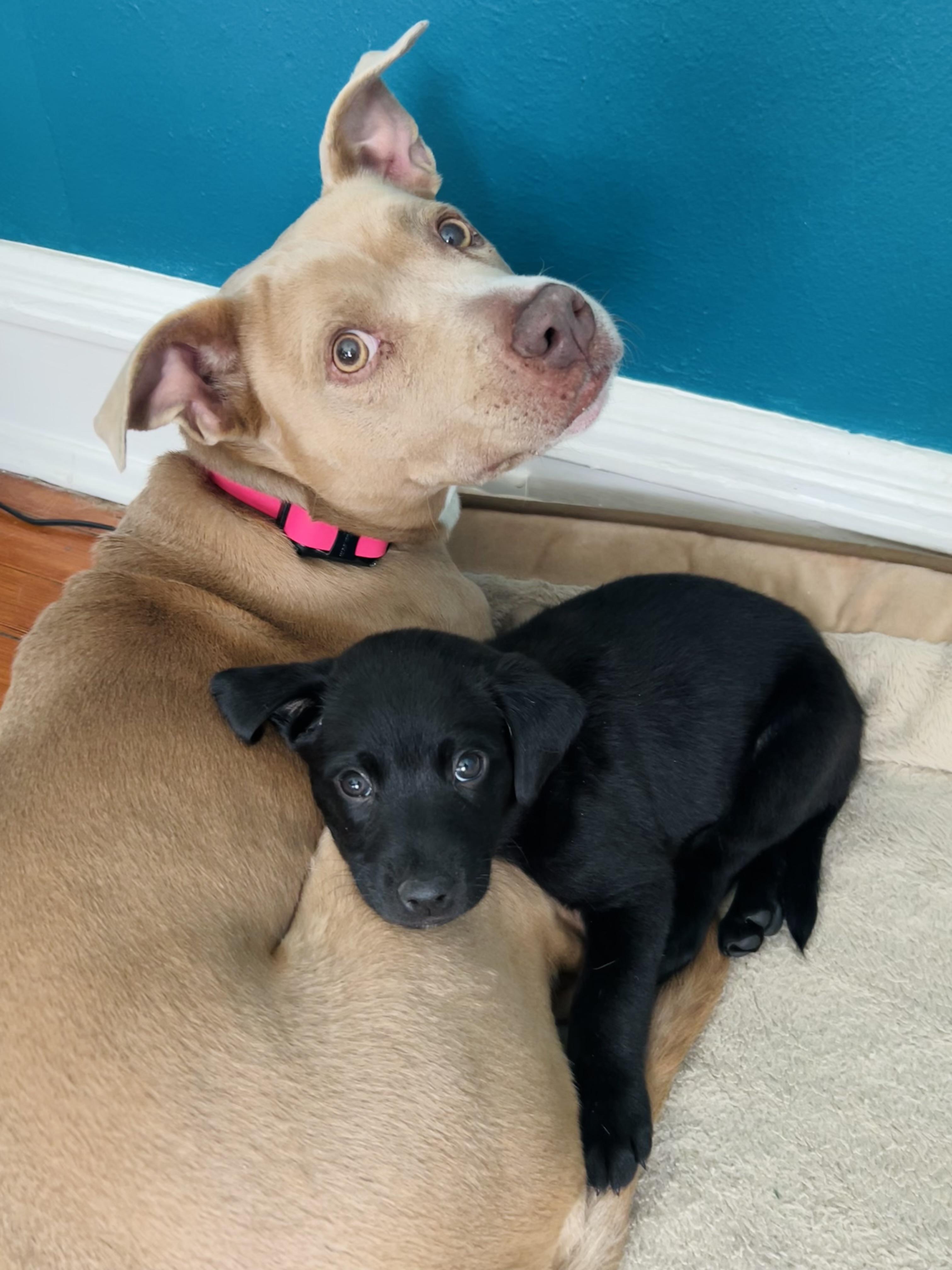 Enlarge Shenandoah, a Adoptable mixed breed in Richmond, VA image 4/6
