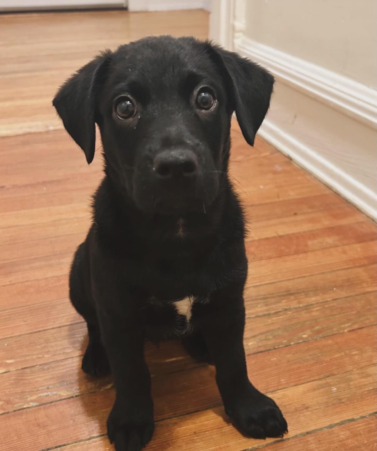 Enlarge Shenandoah, a Adoptable mixed breed in Richmond, VA image 3/6