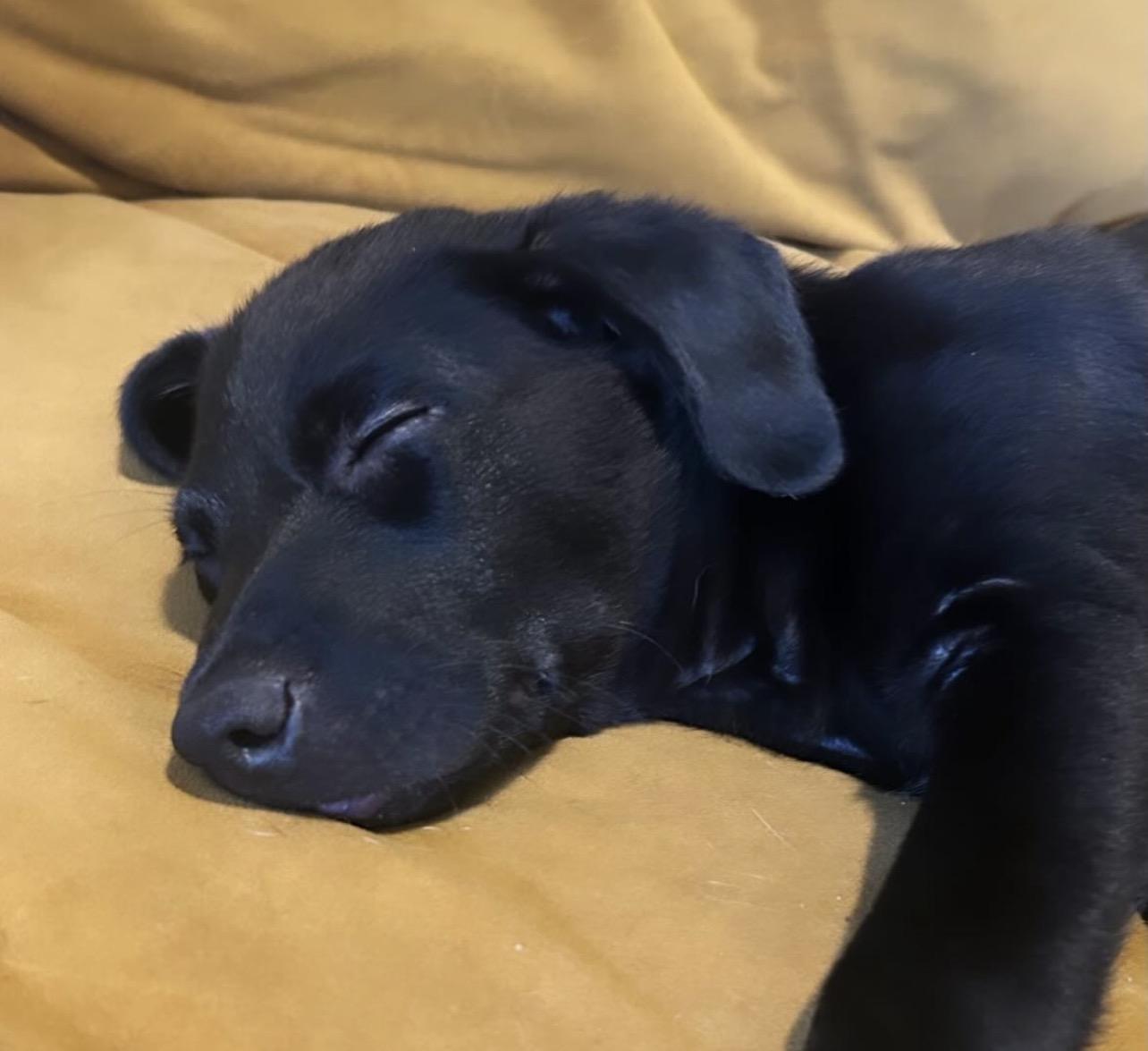 Enlarge Shenandoah, a Adoptable mixed breed in Richmond, VA image 6/6