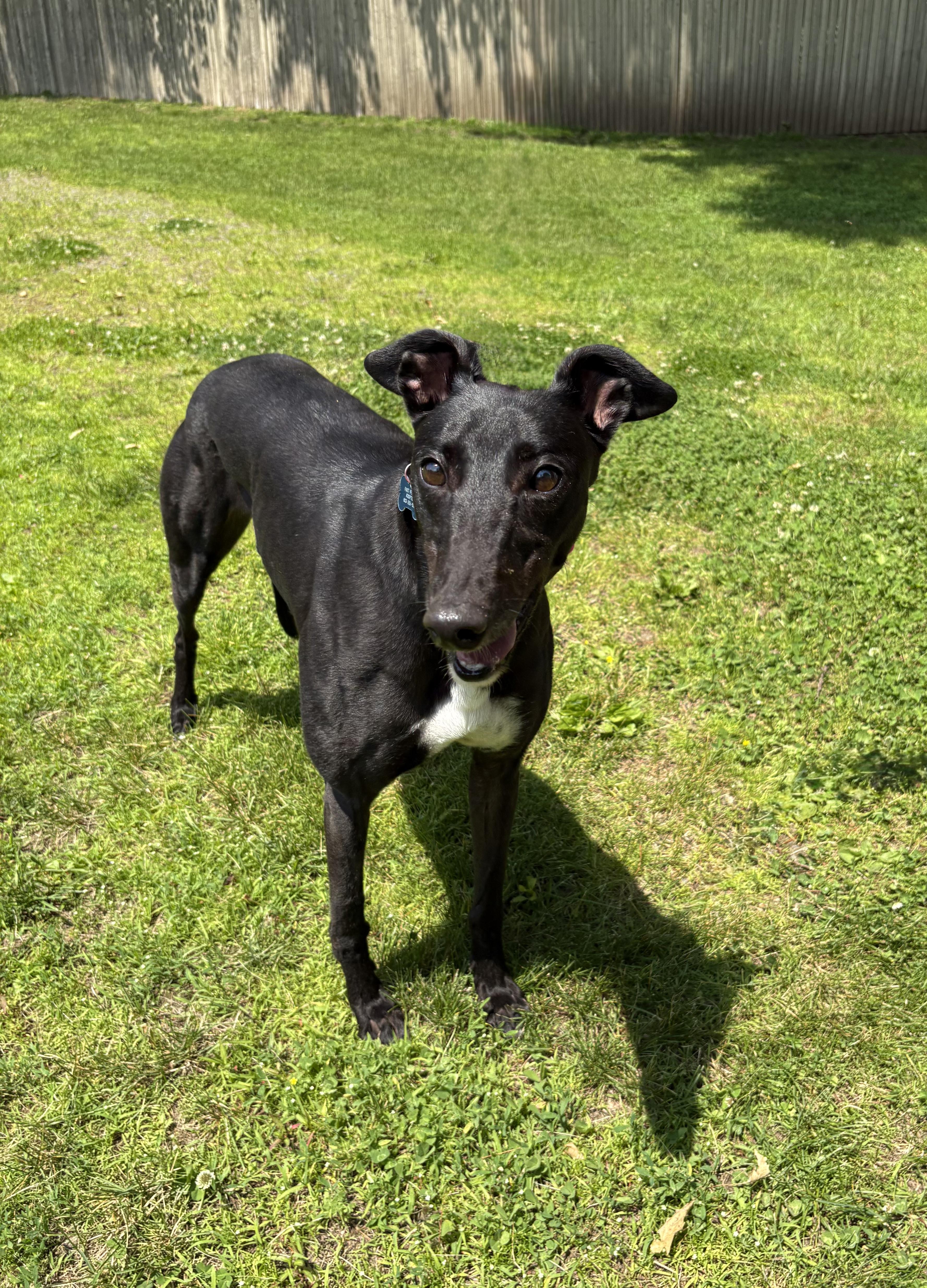 Comet, a Adoptable Greyhound in Swanzey, NH image 1/2