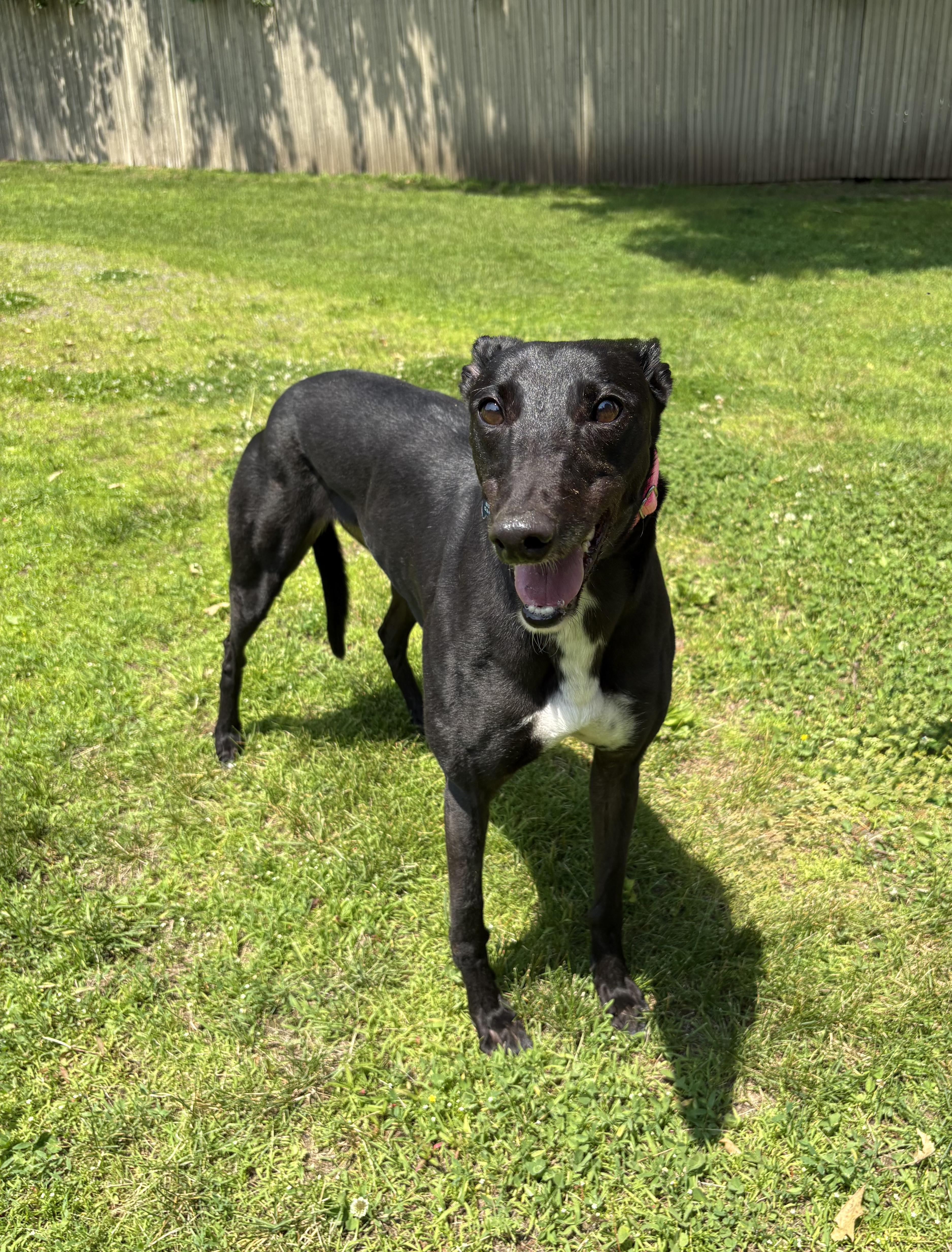 Comet, a Adoptable Greyhound in Swanzey, NH image 2/2