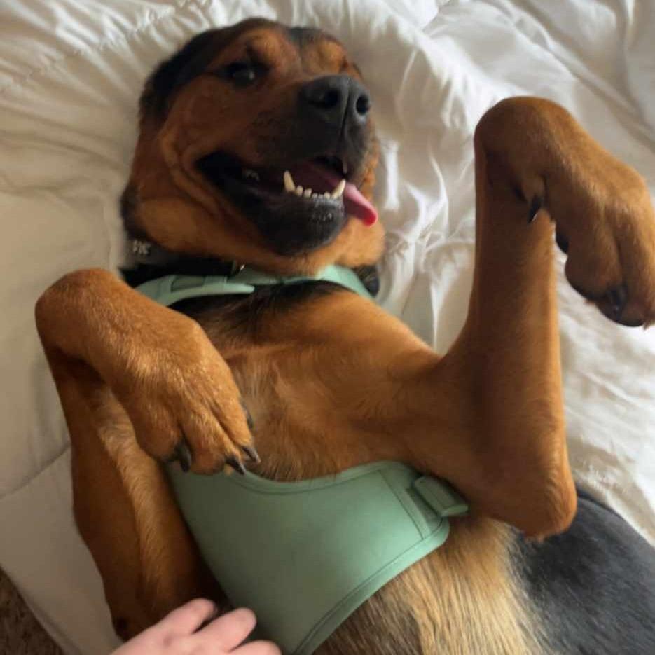 Barney (Jabbar), Adoptable, Adult Male Mixed Breed & Rottweiler.