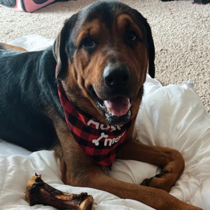 Barney (Jabbar), Adoptable, Adult Male Mixed Breed & Rottweiler.