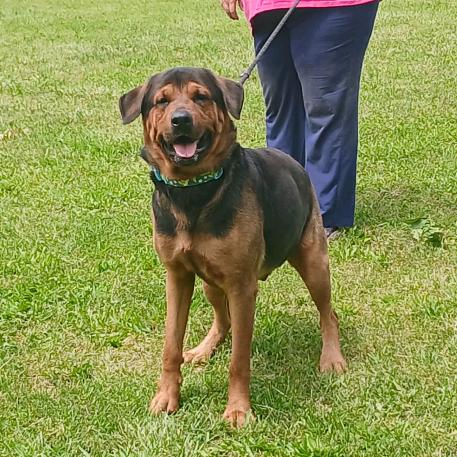Barney (Jabbar), a Adoptable mixed breed in Flintstone, MD image 2/6