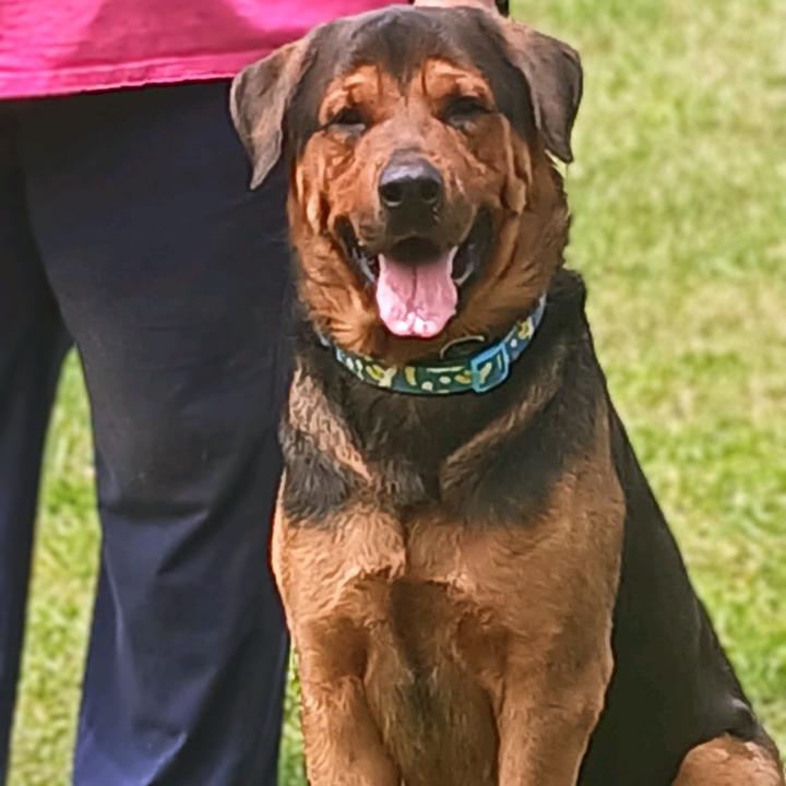 Barney (Jabbar), a Adoptable mixed breed in Flintstone, MD image 2/6