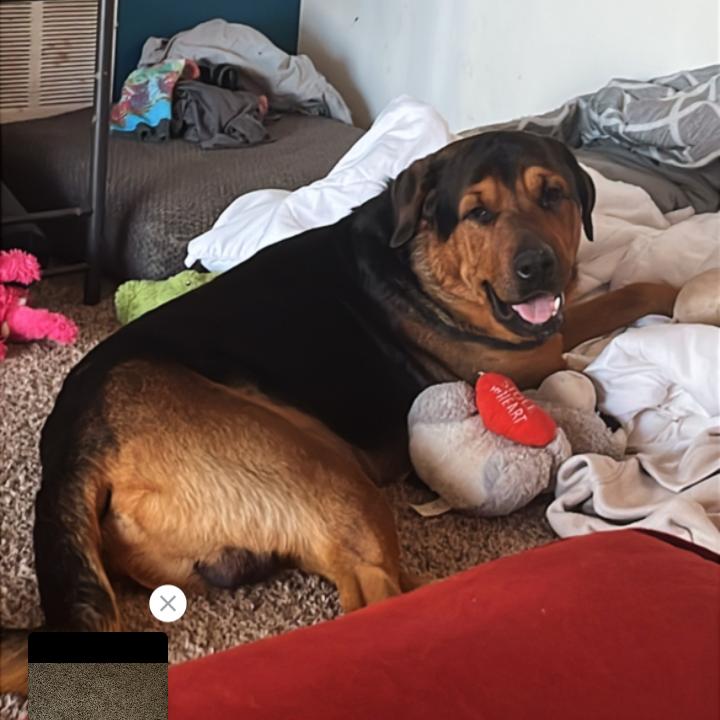 Barney (Jabbar), a Adoptable mixed breed in Flintstone, MD image 3/6