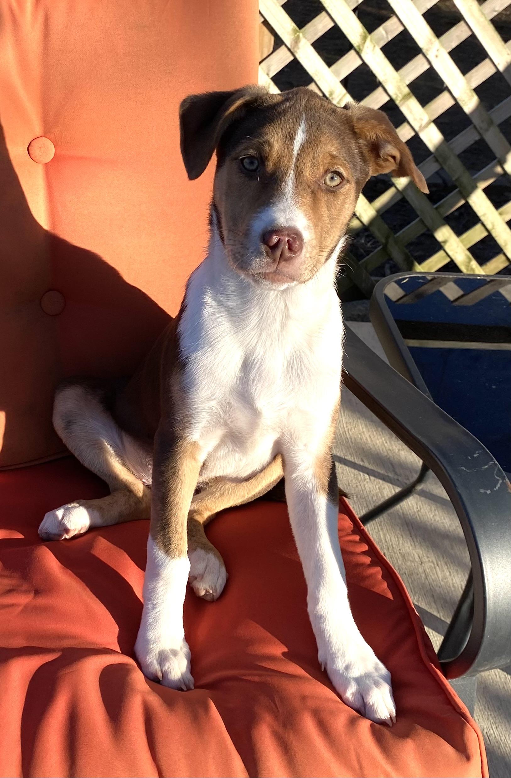 Enlarge Sally O’Malley, a ADOPTABLE mixed breed in Hatfield, PA image 3/5