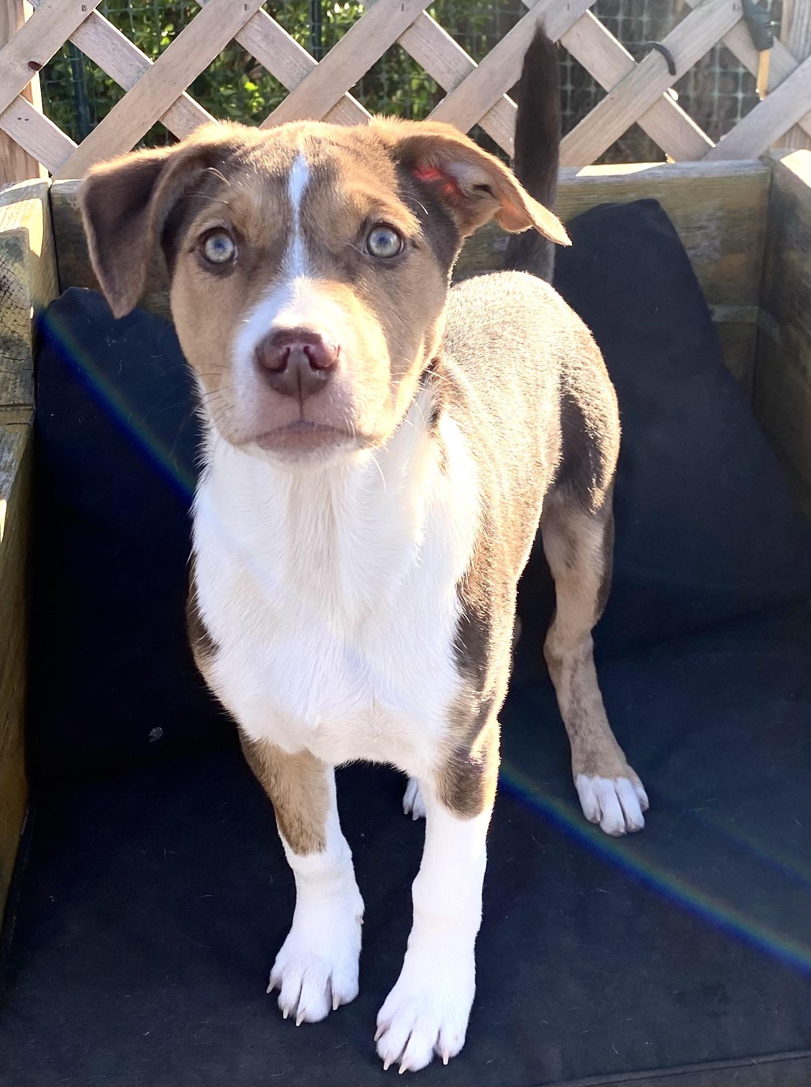 Enlarge Sally O’Malley, a ADOPTABLE mixed breed in Hatfield, PA image 5/5