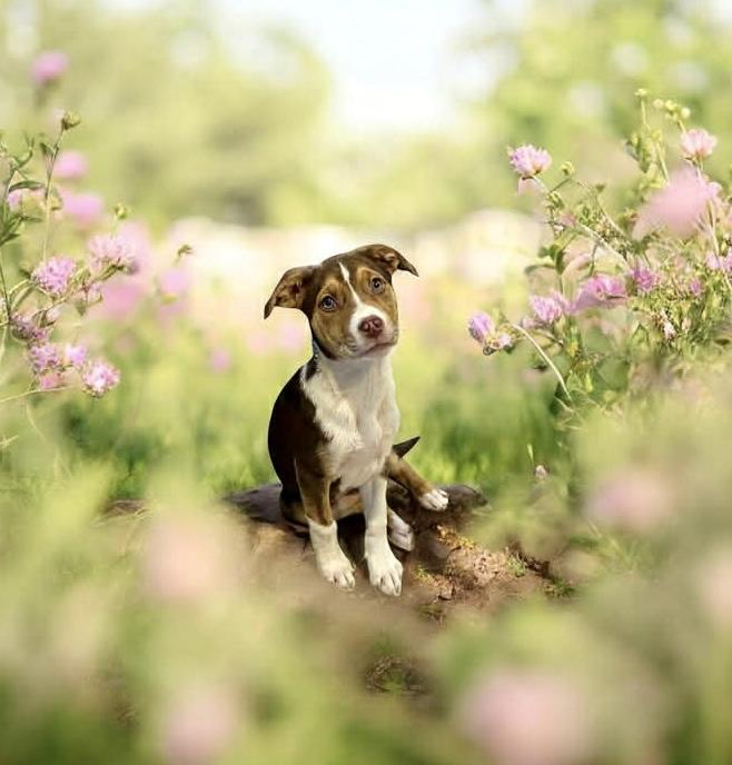Sally O’Malley, ADOPTABLE, Puppy Female Labrador Retriever.