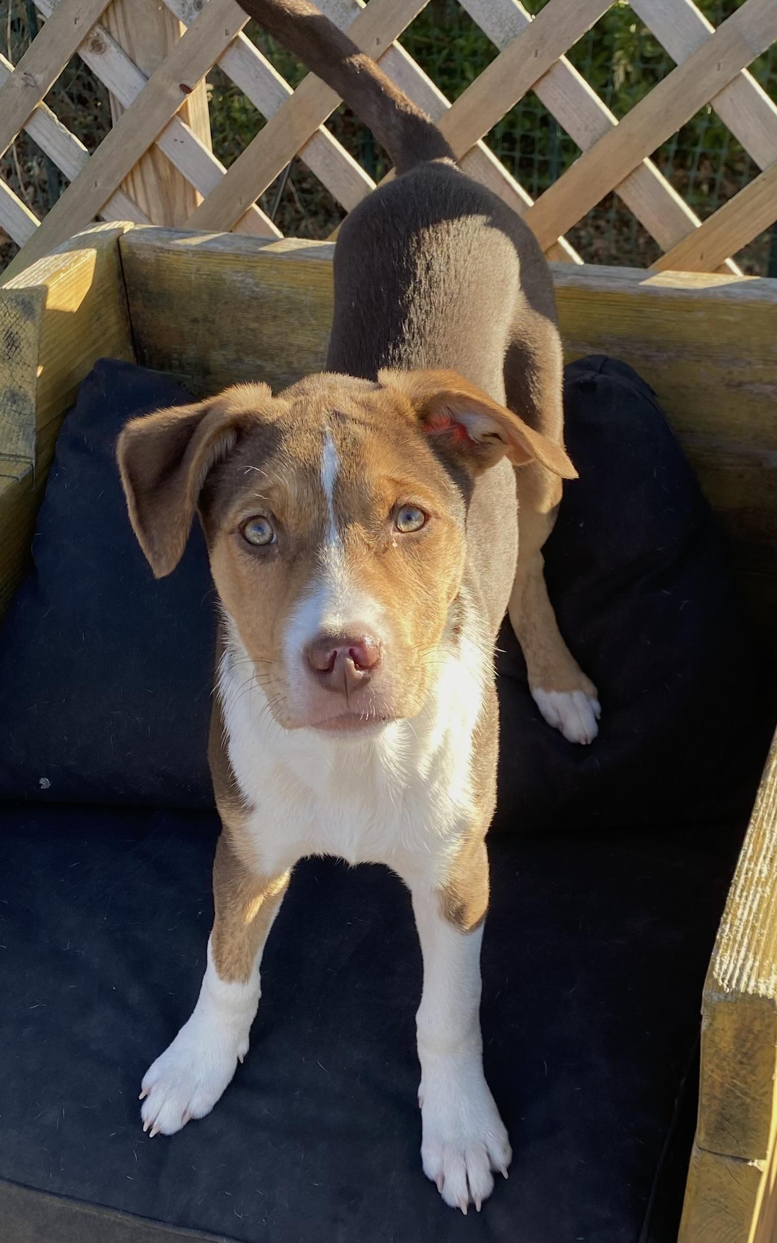 Enlarge Sally O’Malley, a ADOPTABLE mixed breed in Hatfield, PA image 4/5