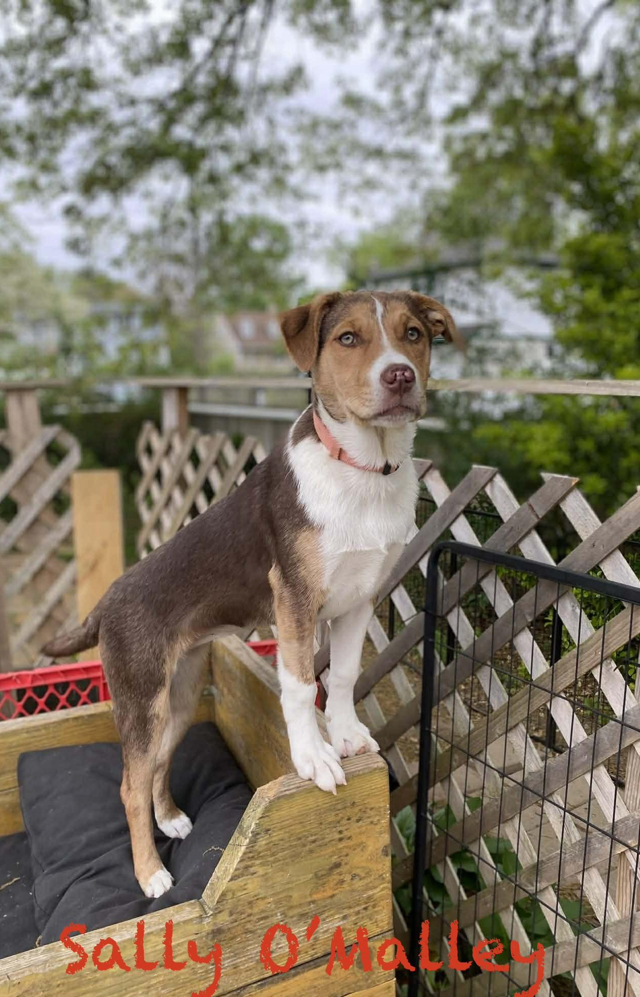 Sally O’Malley, a ADOPTABLE mixed breed in Hatfield, PA image 1/4