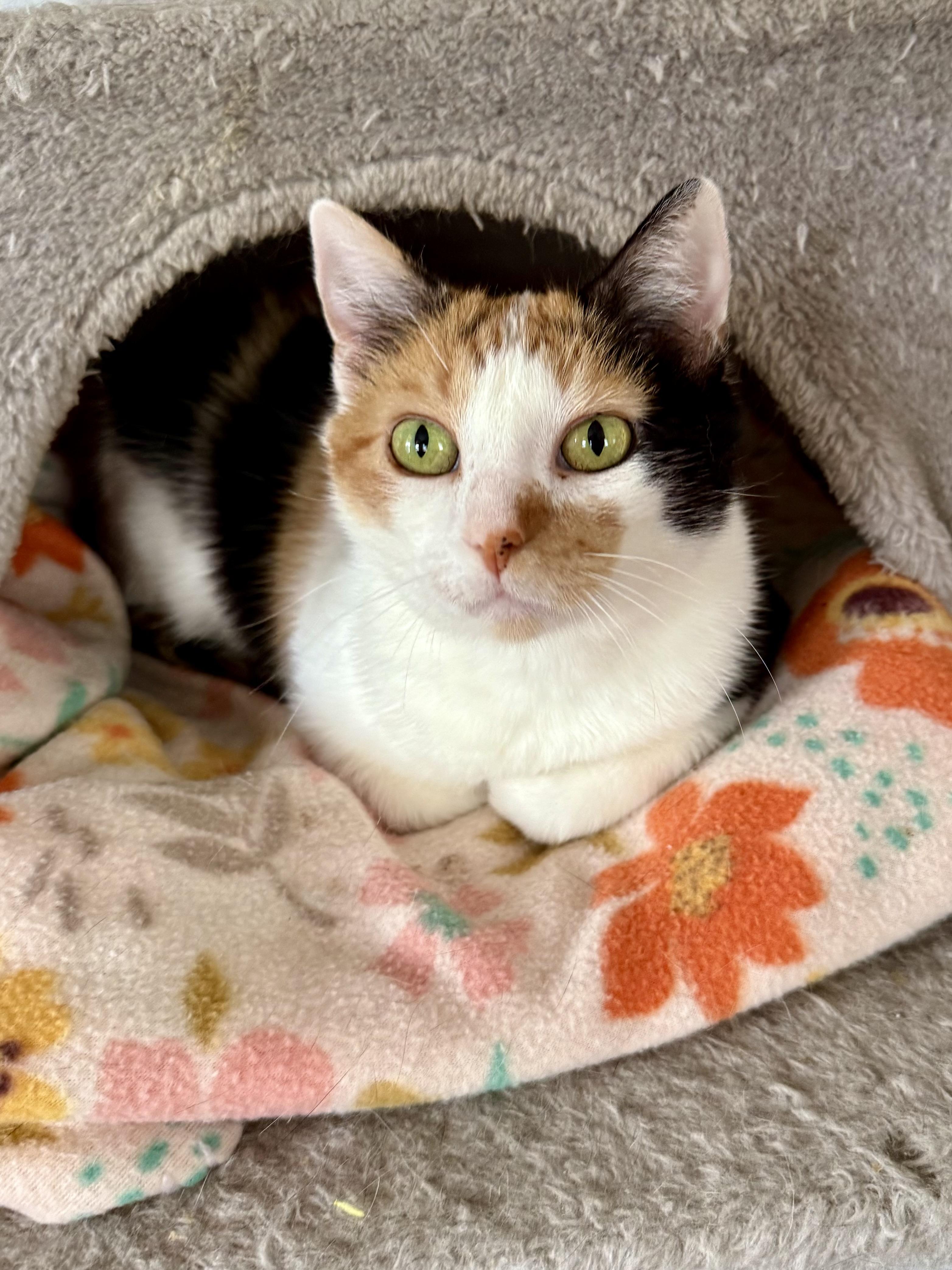 Peppermint Patty, ADOPTABLE, Adult Female Domestic Short Hair.