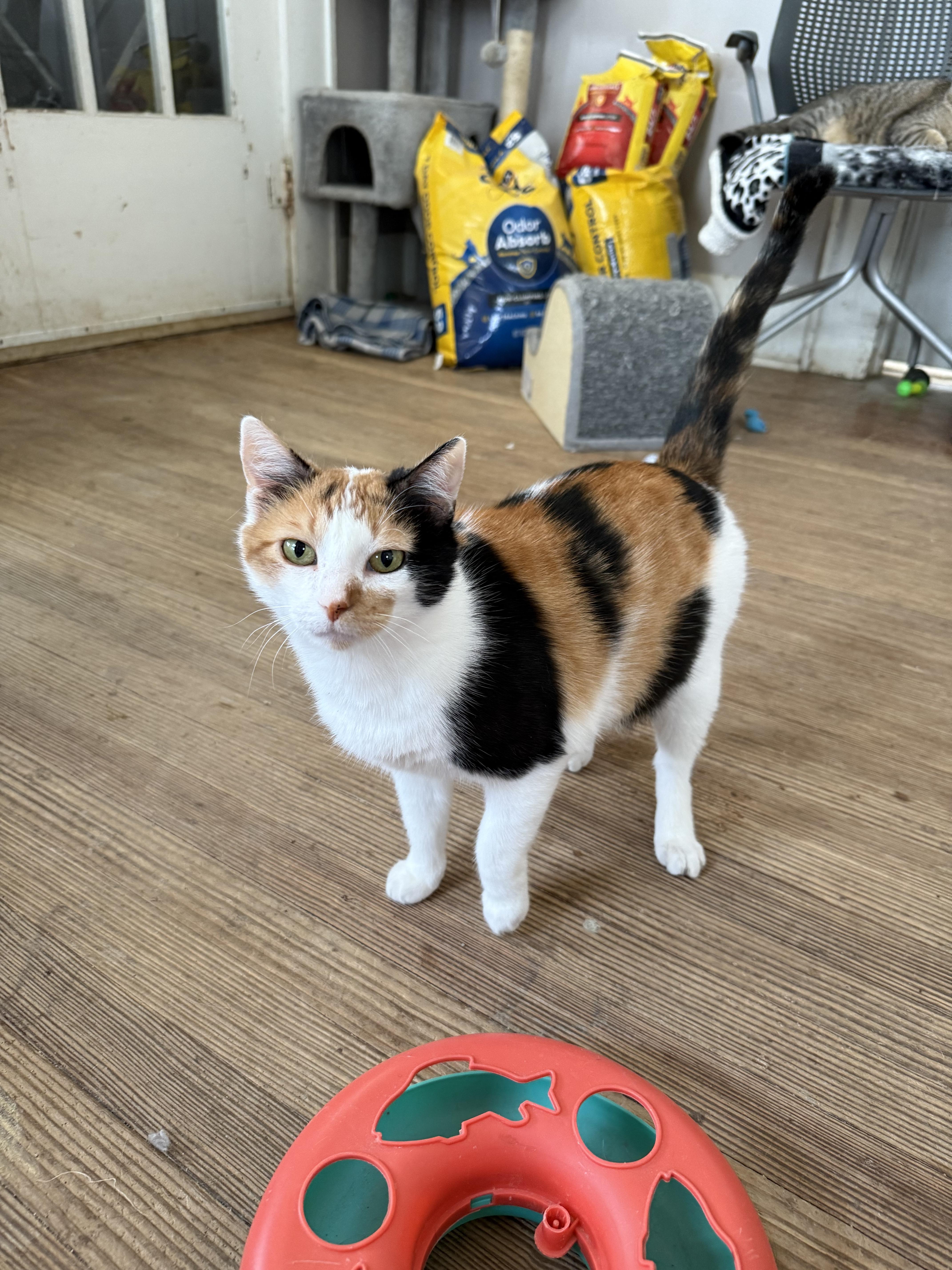 Enlarge Peppermint Patty, a ADOPTABLE Domestic Short Hair in Shreveport, LA image 2/2