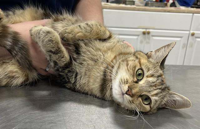 Gala- Coming Soon, ADOPTABLE, Young Female Domestic Short Hair.