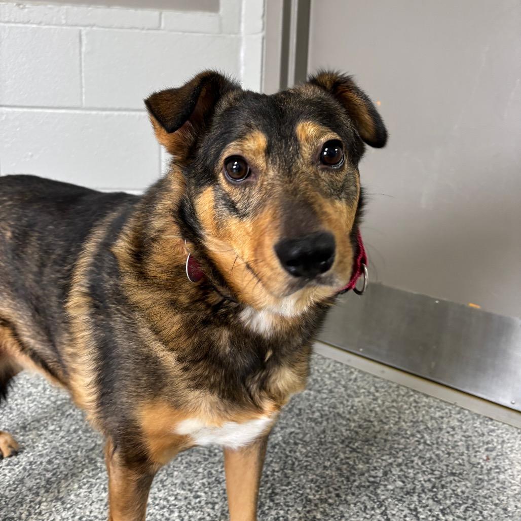 Bacon, Adoptable, Adult Female Shepherd.