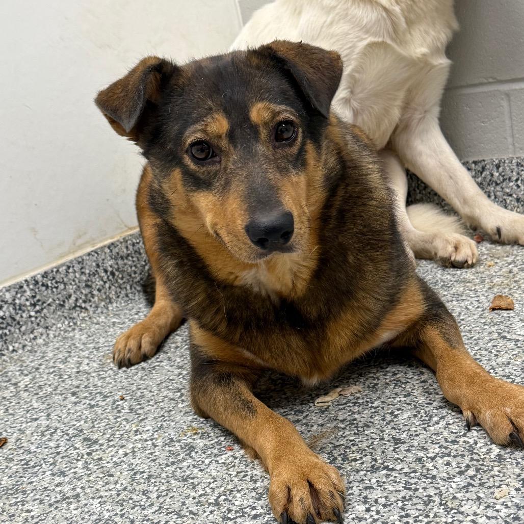 Bacon, a Adoptable mixed breed in Brookfield, WI image 1/5