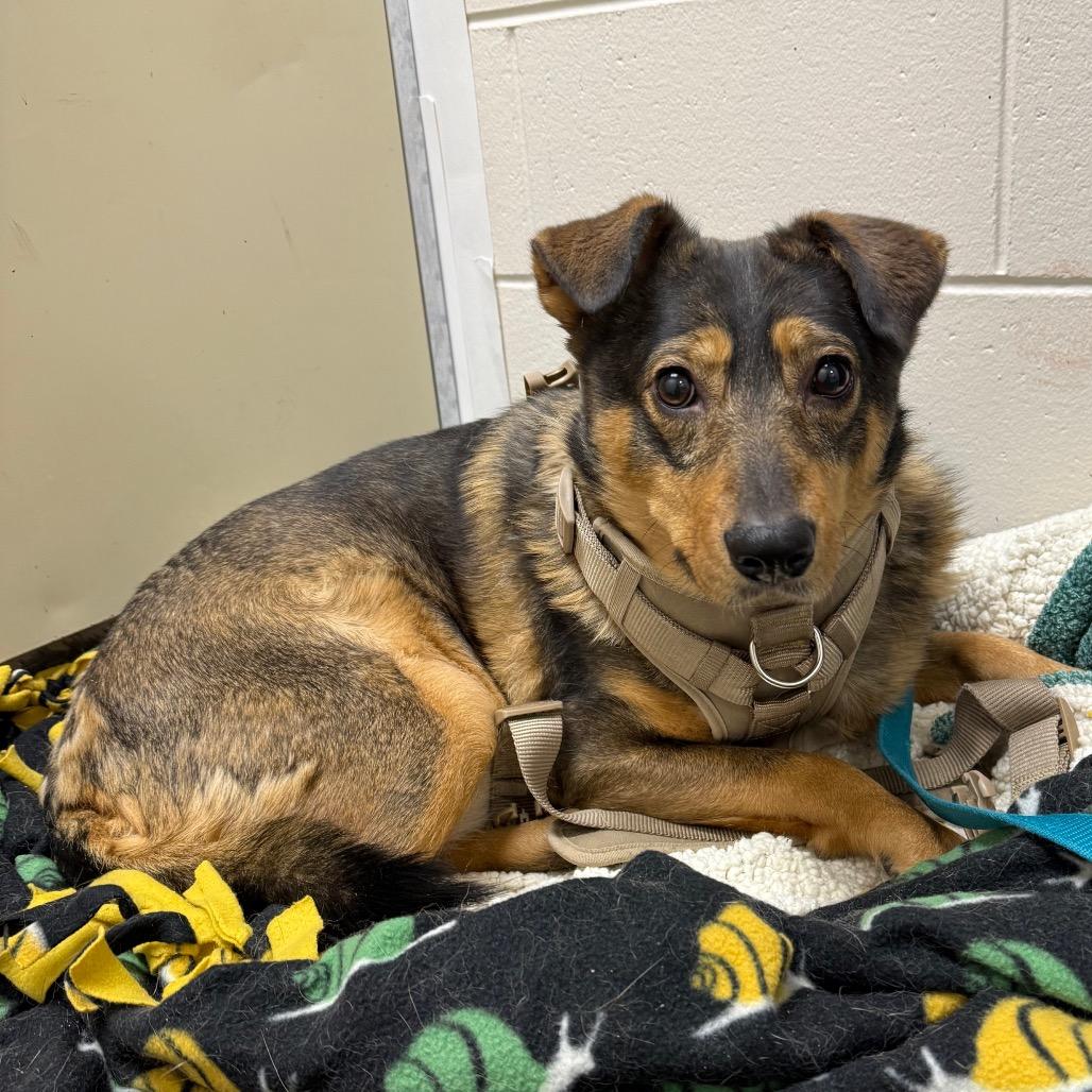 Enlarge Bacon, a Adoptable mixed breed in Brookfield, WI image 2/6