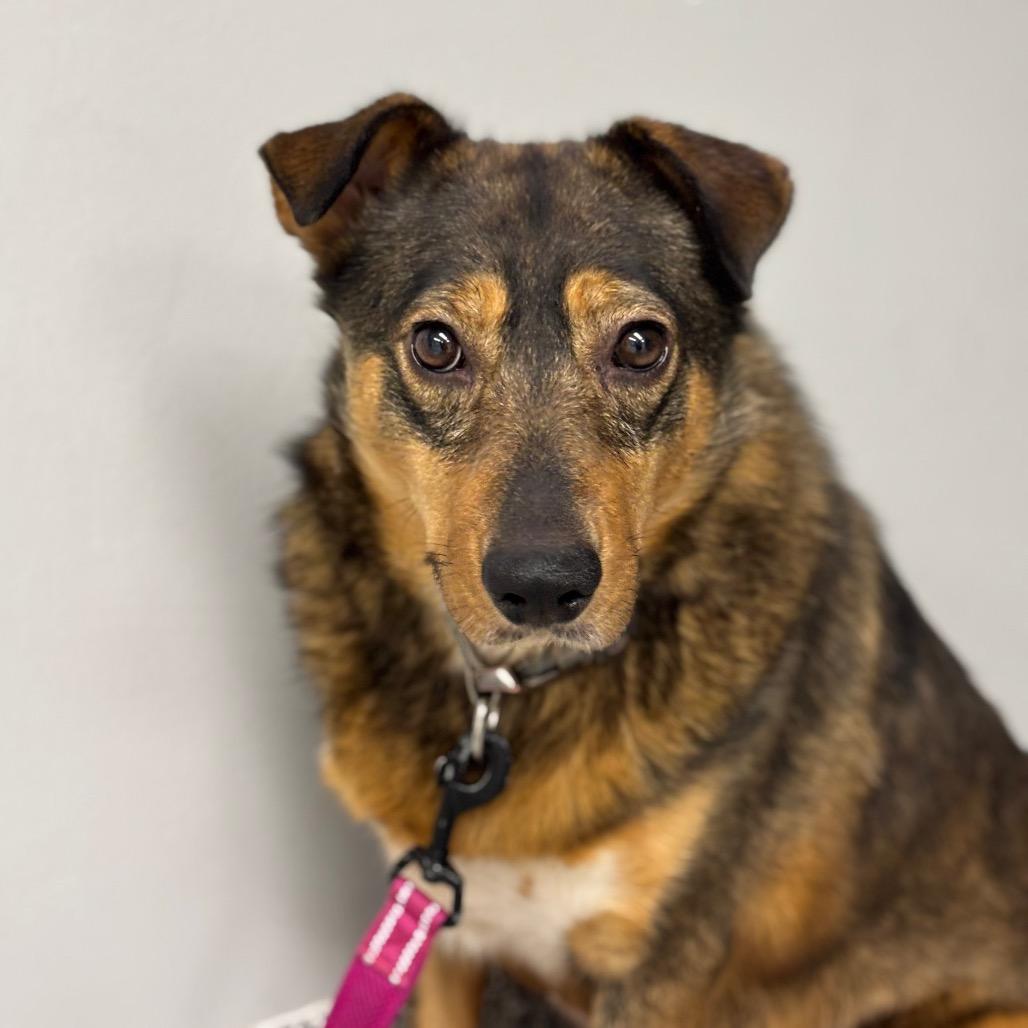 Bacon, Adoptable, Adult Female Shepherd & Mixed Breed.