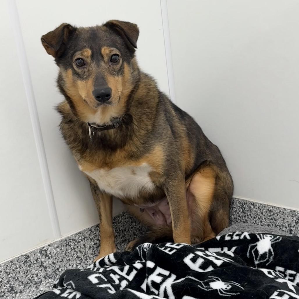 Bacon, a Adoptable mixed breed in Brookfield, WI image 2/5