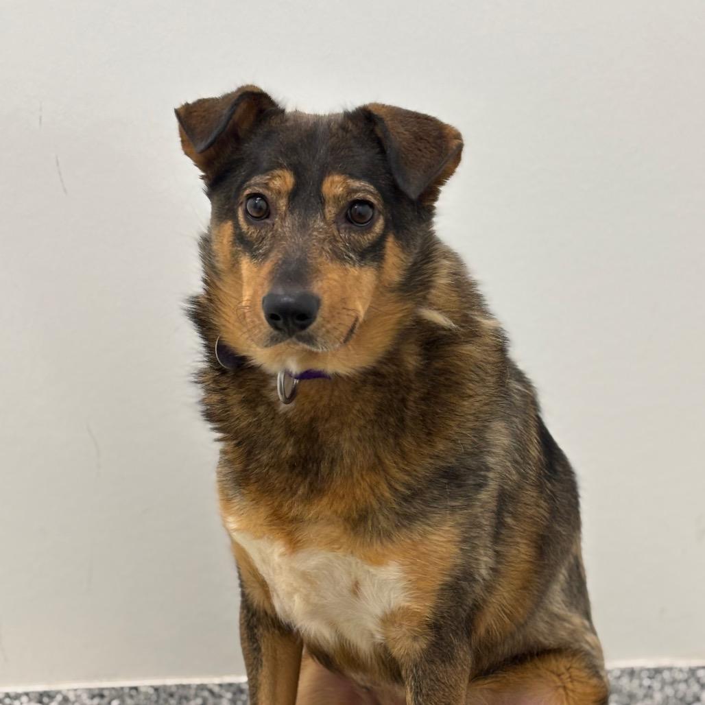 Enlarge Bacon, a Adoptable mixed breed in Brookfield, WI image 3/6