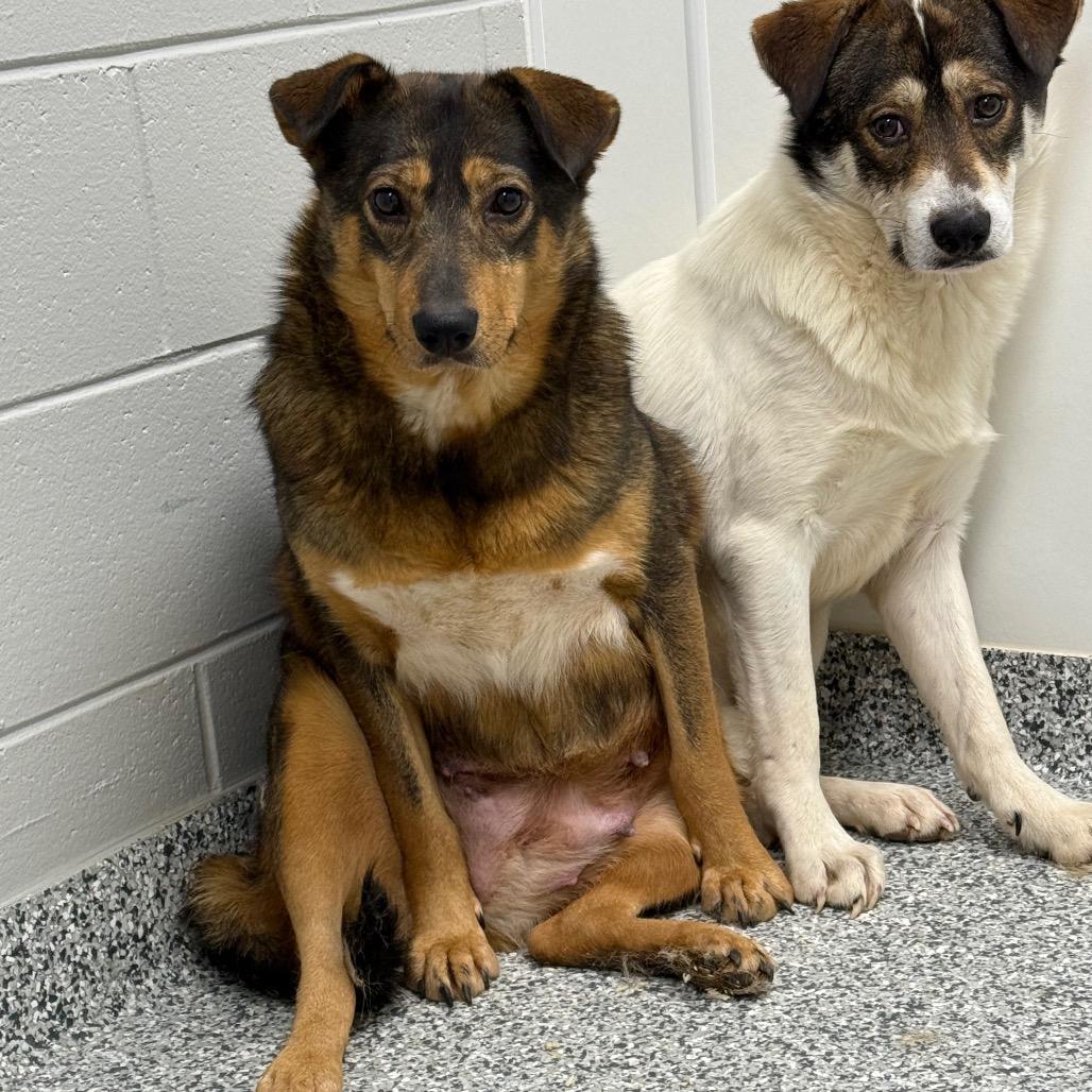 Bacon, a Adoptable mixed breed in Brookfield, WI image 3/5