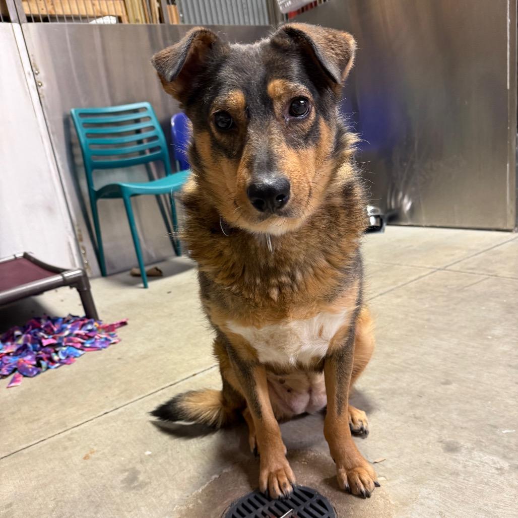 Enlarge Bacon, a Adoptable mixed breed in Brookfield, WI image 4/6