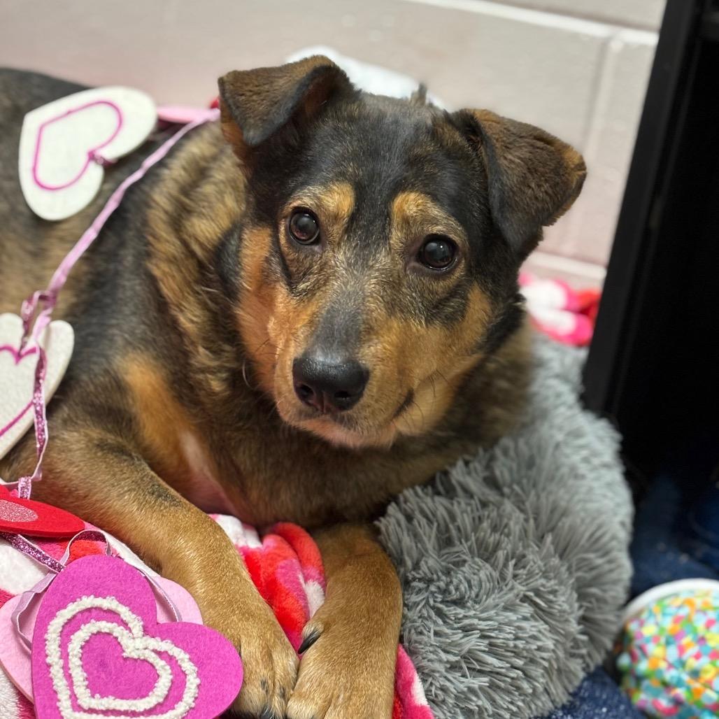 Enlarge Bacon, a Adoptable mixed breed in Brookfield, WI image 4/6