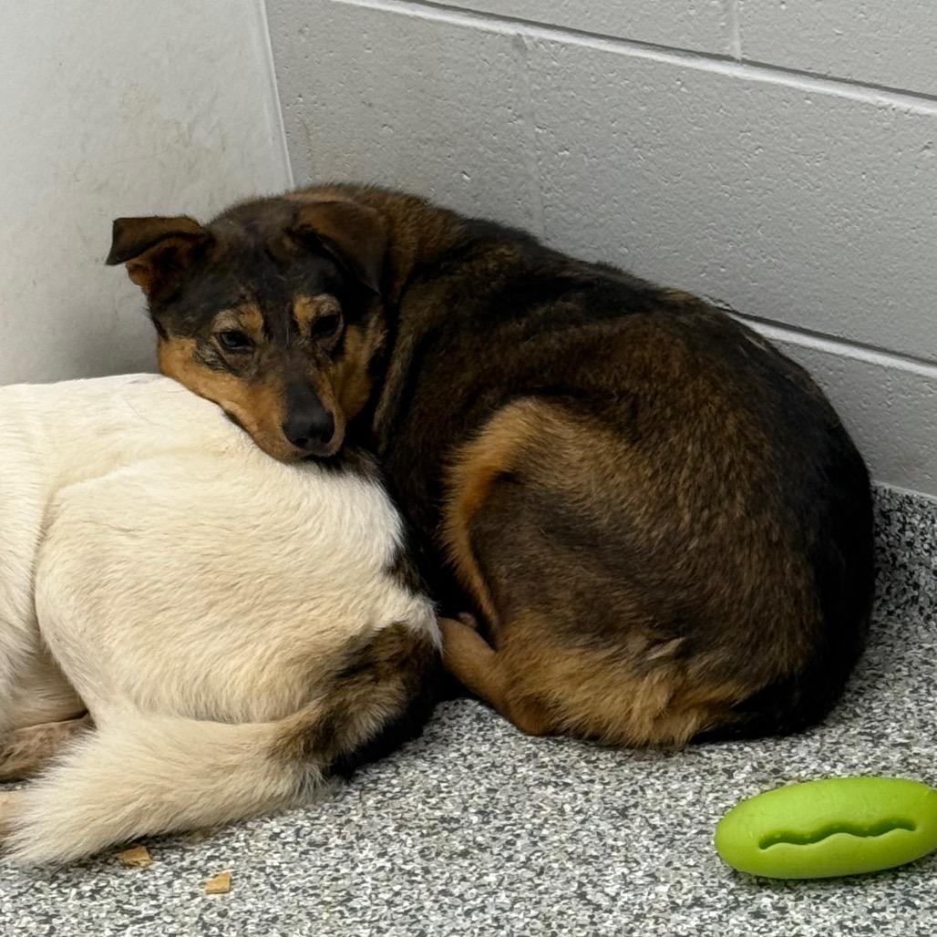 Bacon, a Adoptable mixed breed in Brookfield, WI image 4/5