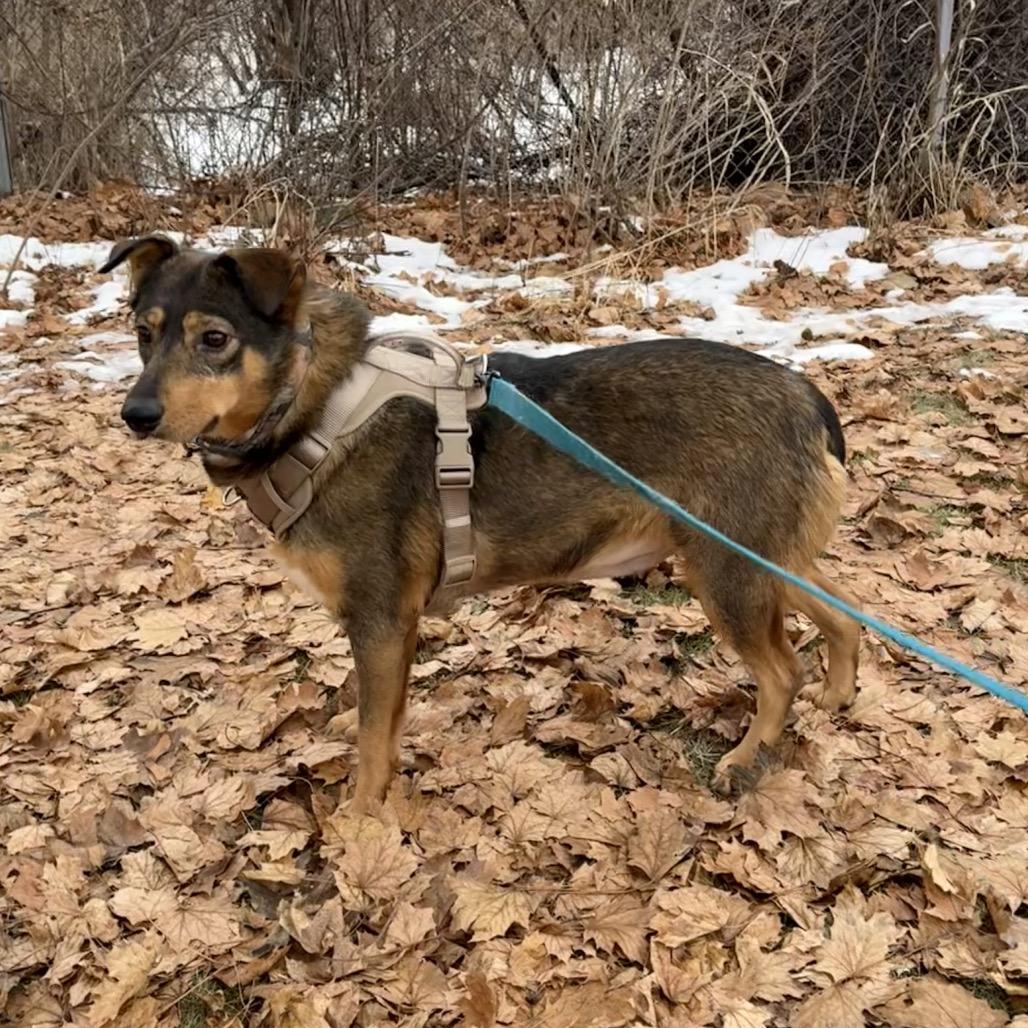 Bacon, a Adoptable mixed breed in Brookfield, WI image 4/6
