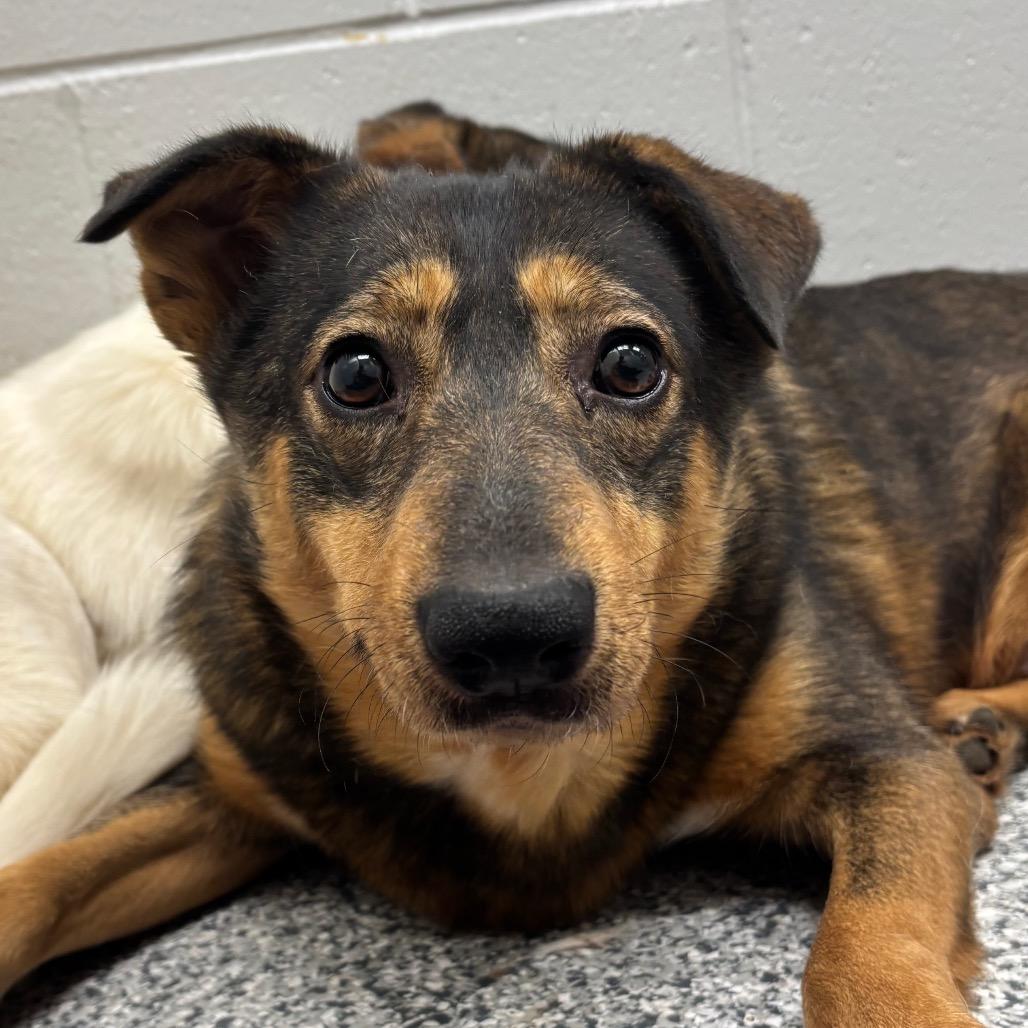 Bacon, a Adoptable mixed breed in Brookfield, WI image 5/5