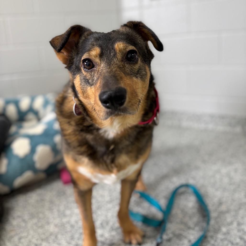 Enlarge Bacon, a Adoptable mixed breed in Brookfield, WI image 6/6