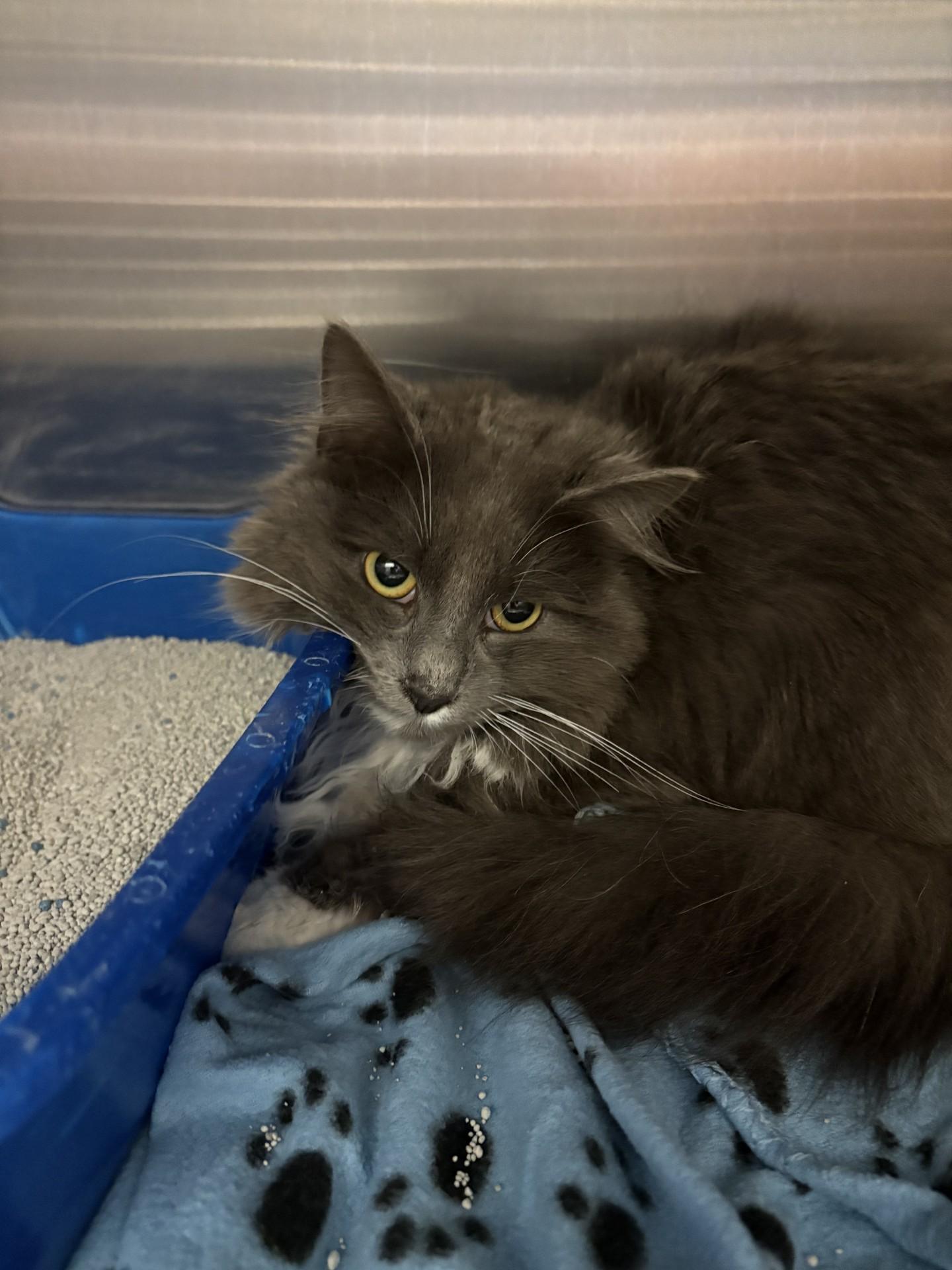 Enlarge Josh, a ADOPTABLE Domestic Medium Hair in Ashland, VA image 1/2