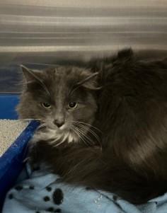 Enlarge Josh, a ADOPTABLE Domestic Medium Hair in Ashland, VA image 2/2