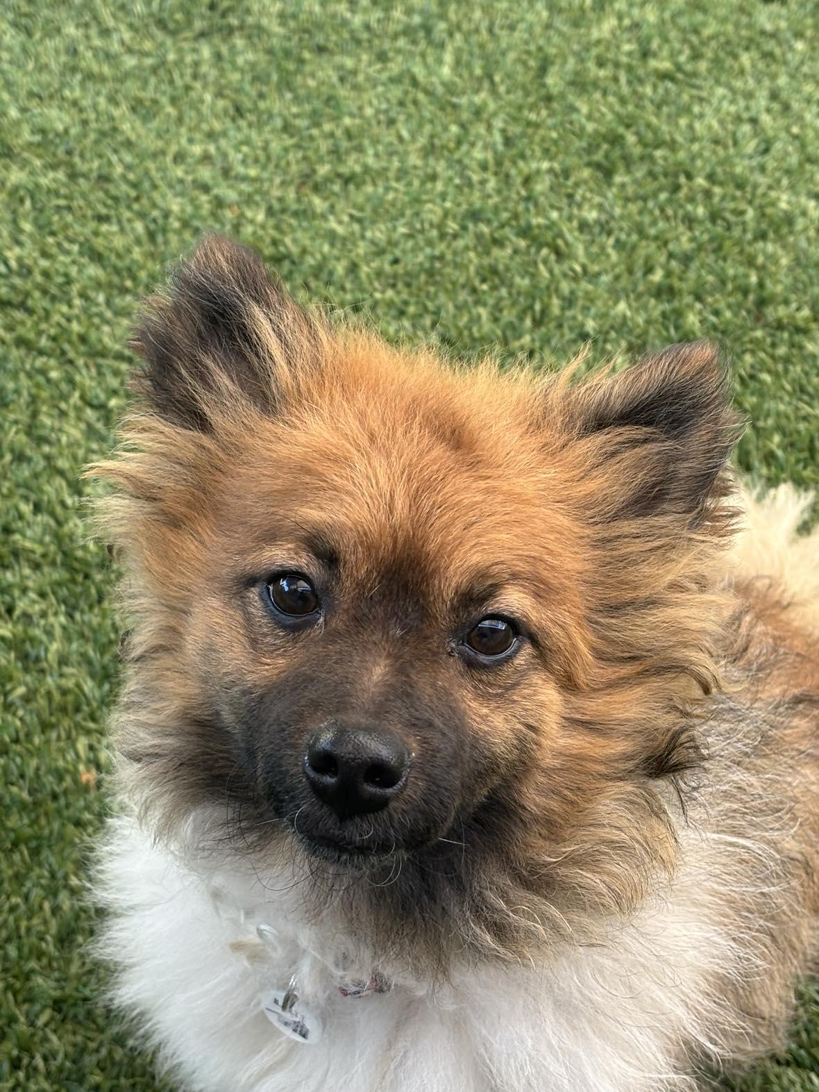 French Fry, adoptable, Young Male Pomeranian.