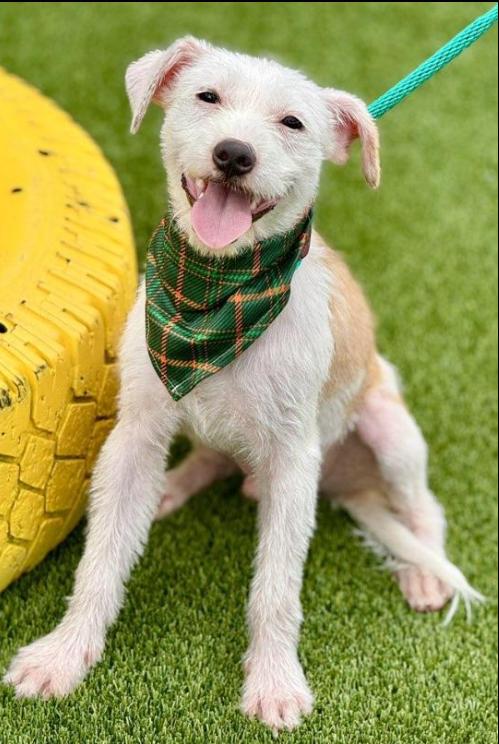 Enlarge Bugs, a Adoptable mixed breed in San Antonio, TX image 3/5