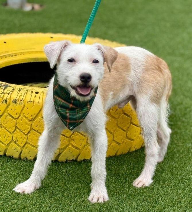 Enlarge Bugs, a Adoptable mixed breed in San Antonio, TX image 1/5