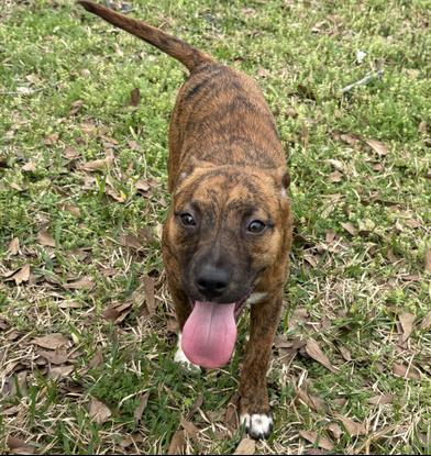 Bella — thumbnail 4