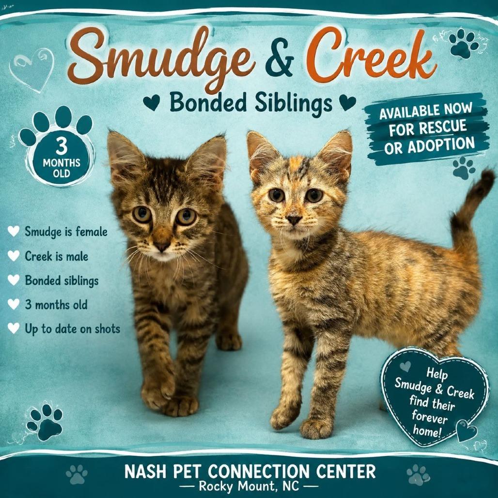 Enlarge SMUDGE & CREEK  RESCUED!, a Adoptable Domestic Short Hair in Nashville, NC image 1/1