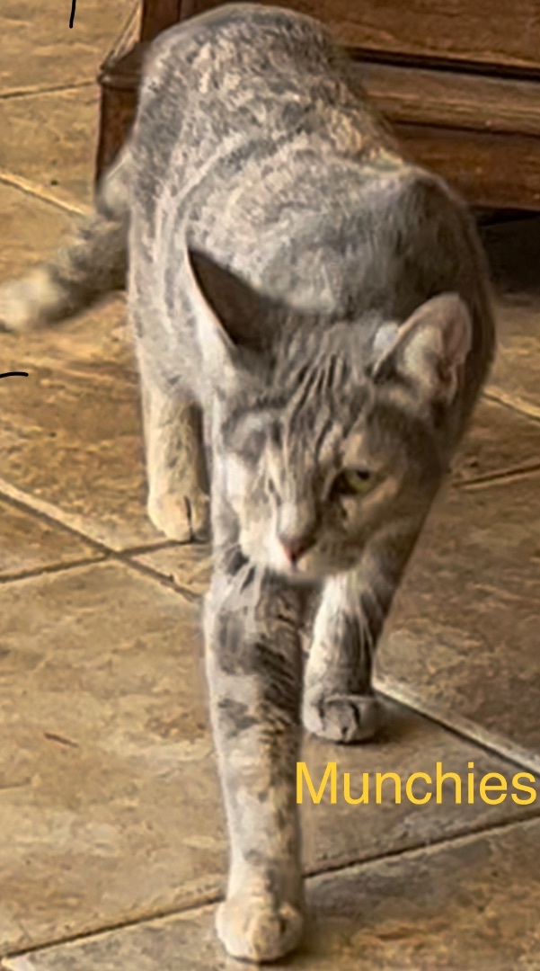 Enlarge Munchies, a Adoptable mixed breed in Moreno Valley, CA image 3/5