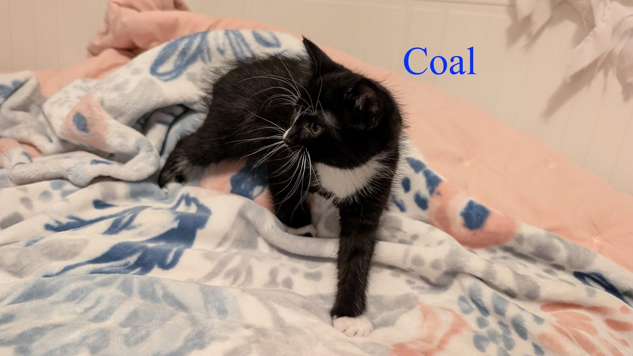Coal